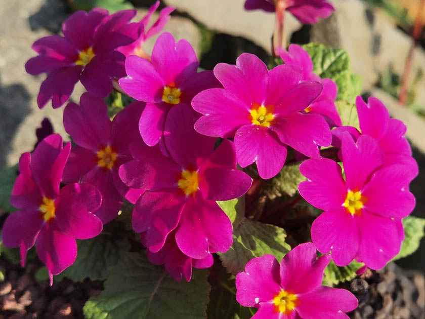 Primula Wanda x  Magenta